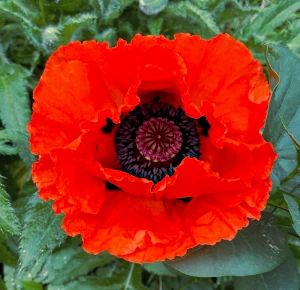Rote Klatschmohn-Blüte